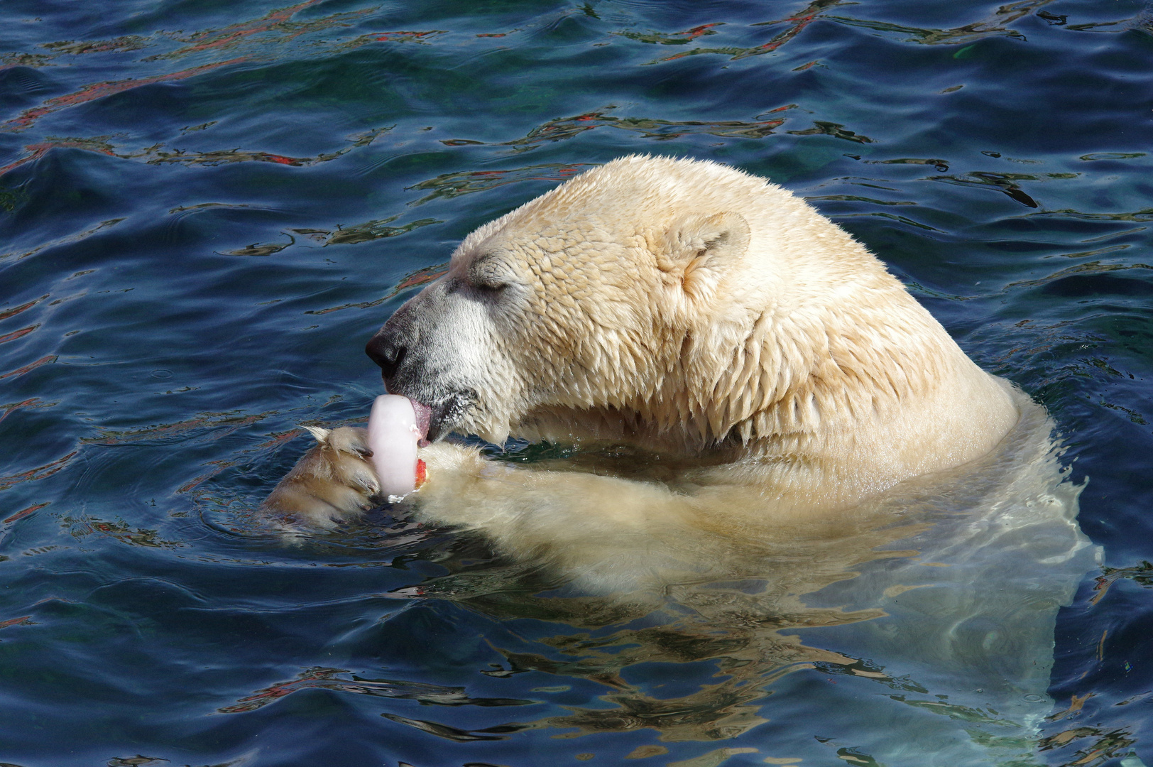 EIS-BÄR