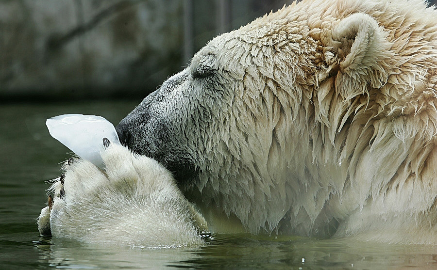 Eis + Bär = Eisbär