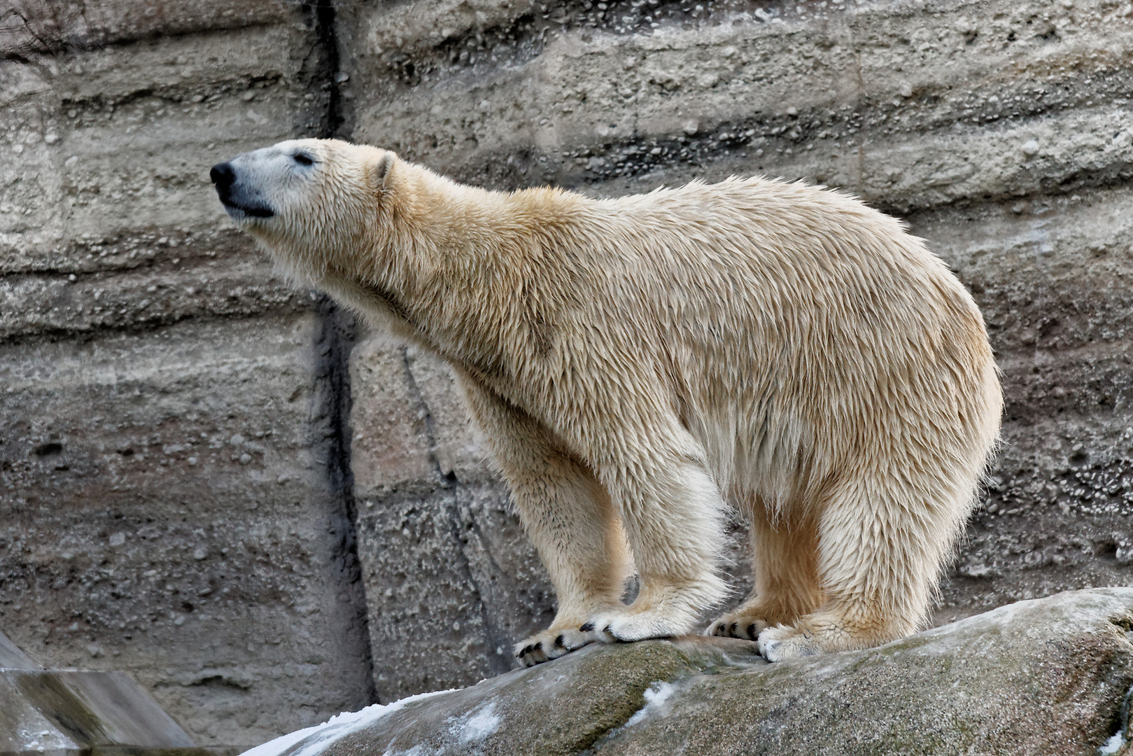 Eis-BÄR-zeit