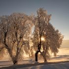 Eis-Baum mit Sonnenstern