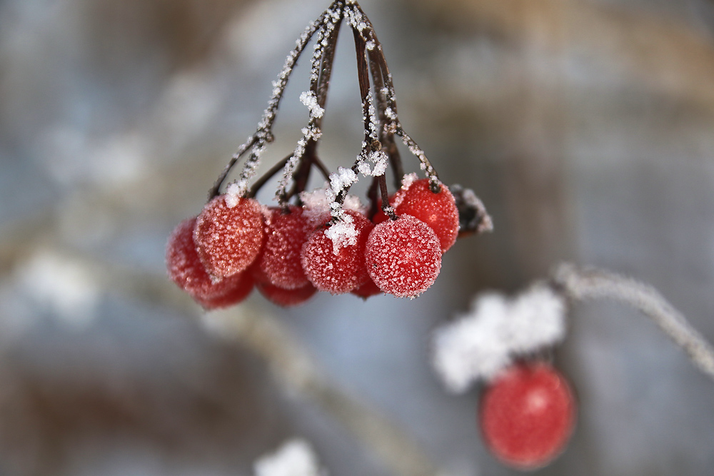 "Eis-Beeren"