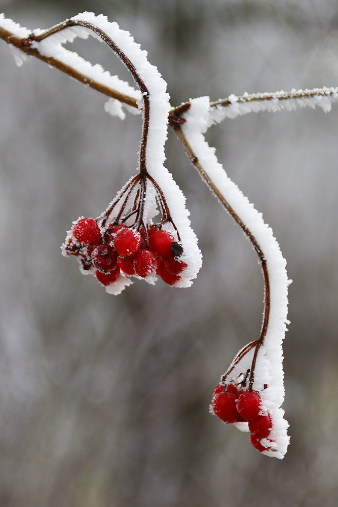 "Eis-Beeren"