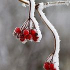 "Eis-Beeren"