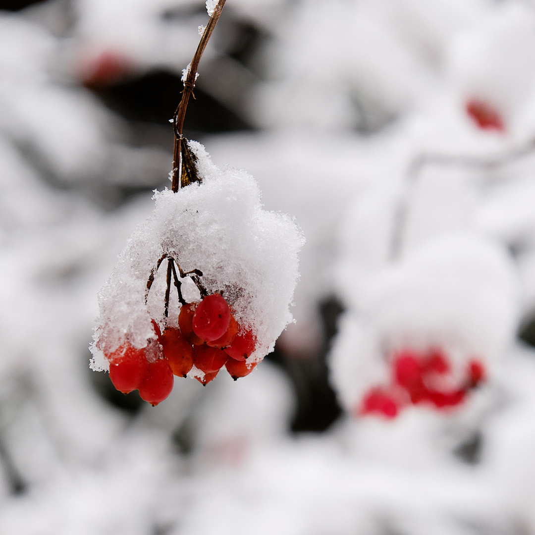 Eis-Beeren