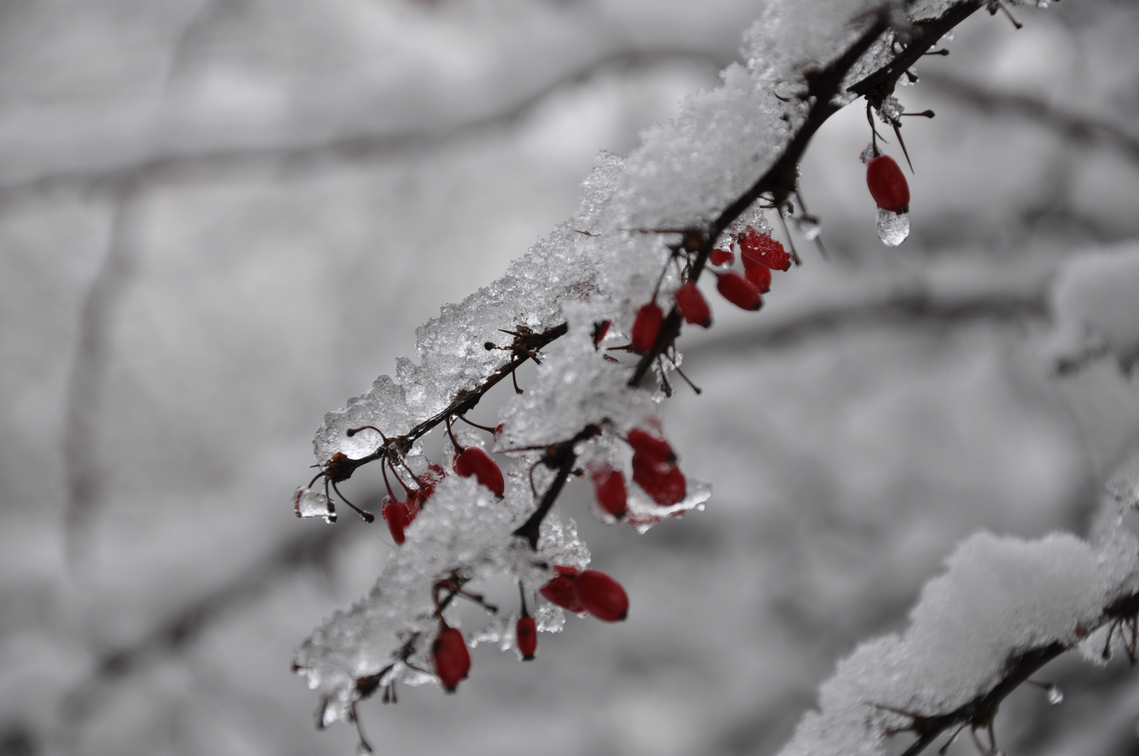 Eis - Beeren