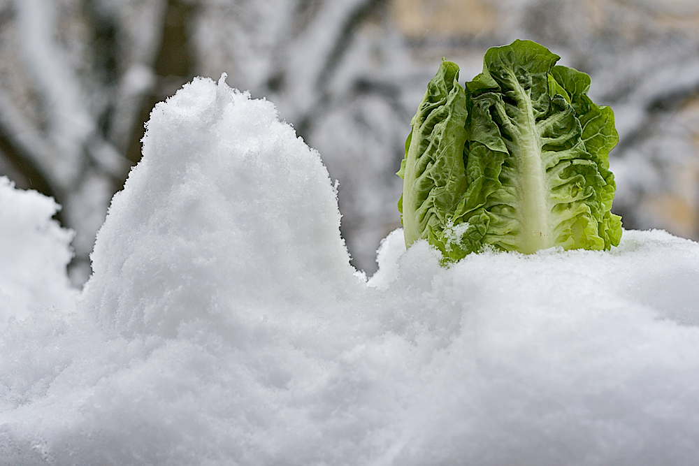 EIS - Berg - Salat