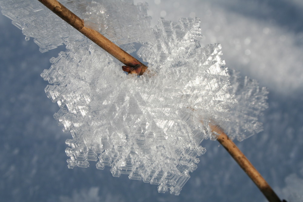 Eis-Blatt von Stefanie Ostheimer