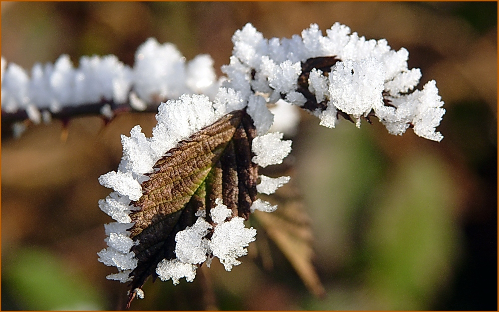 Eis-Blatt