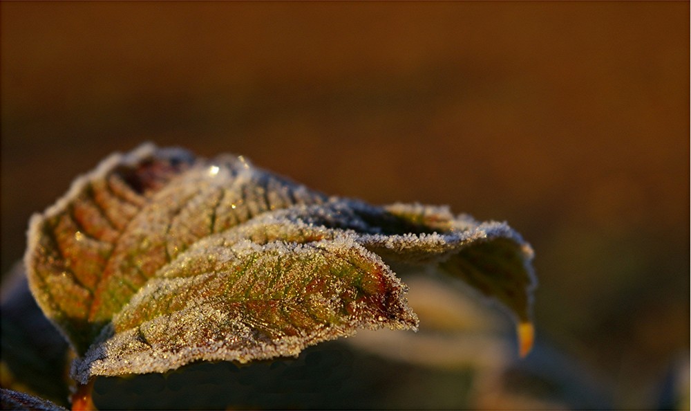 EIS-BLATT