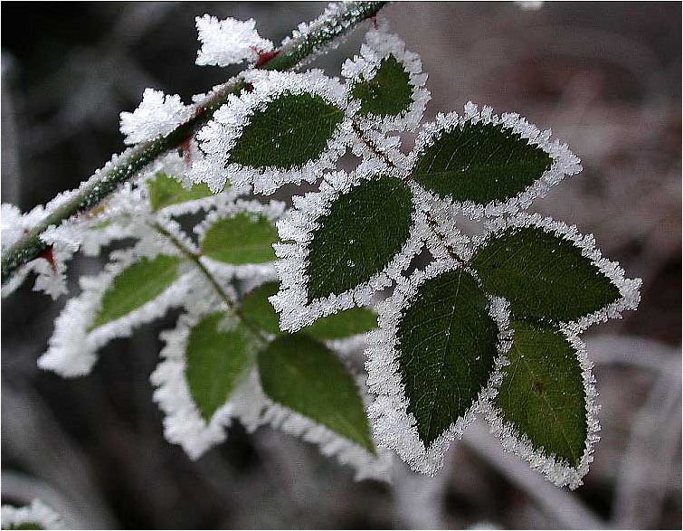  Eis-Blatt