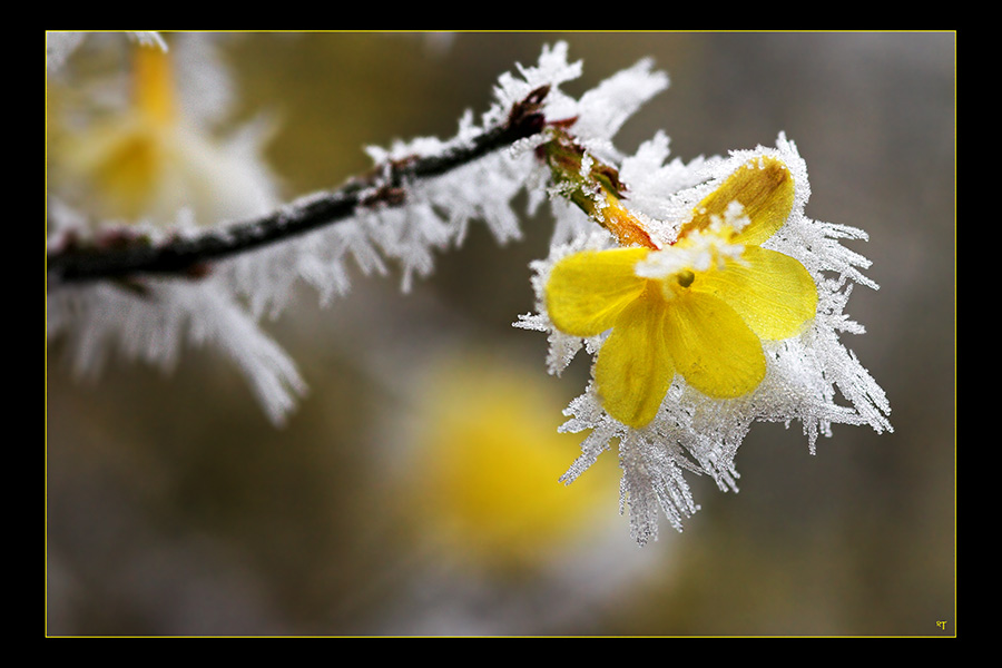 Eis-Blümchen