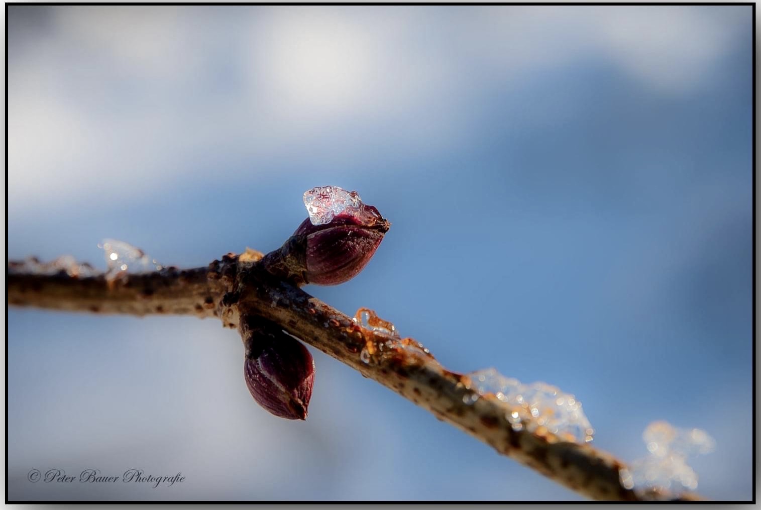 Eis-Blüte