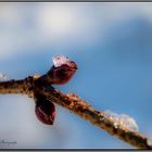 Eis-Blüte