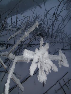 Eis Blume; Blume aus Eis