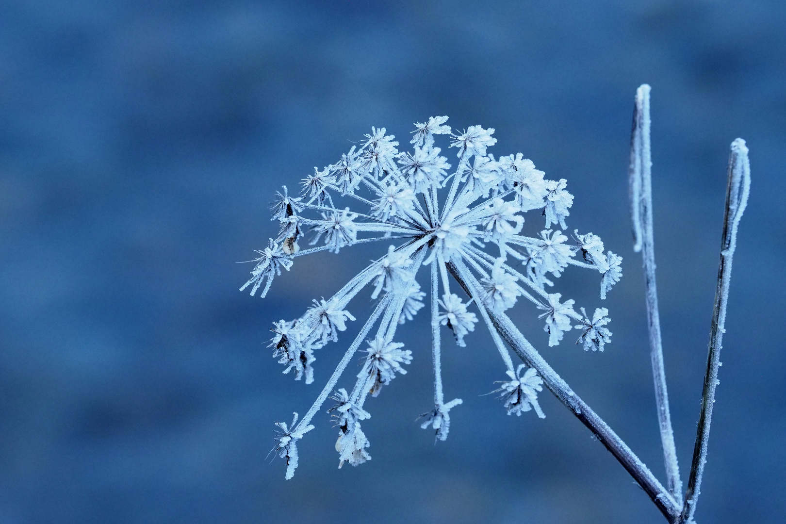 eis blume Foto &amp; Bild blumen, motive, natur Bilder auf