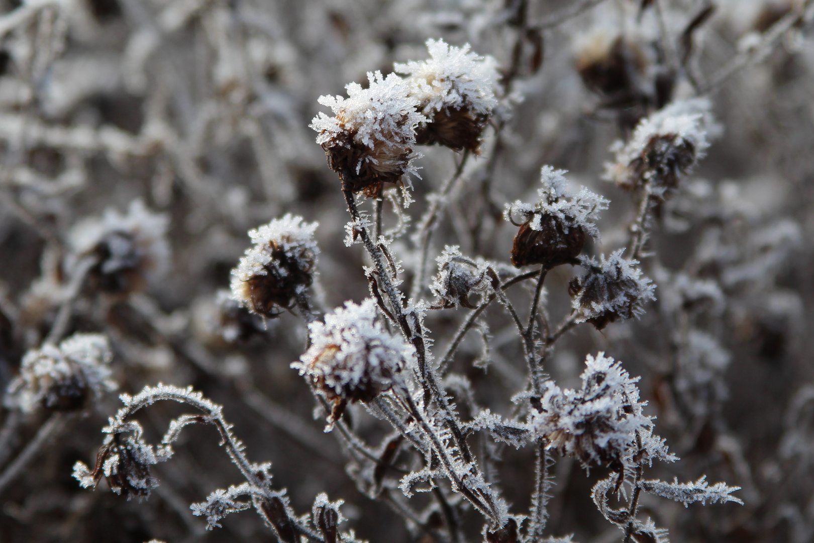 Eis-Blumen