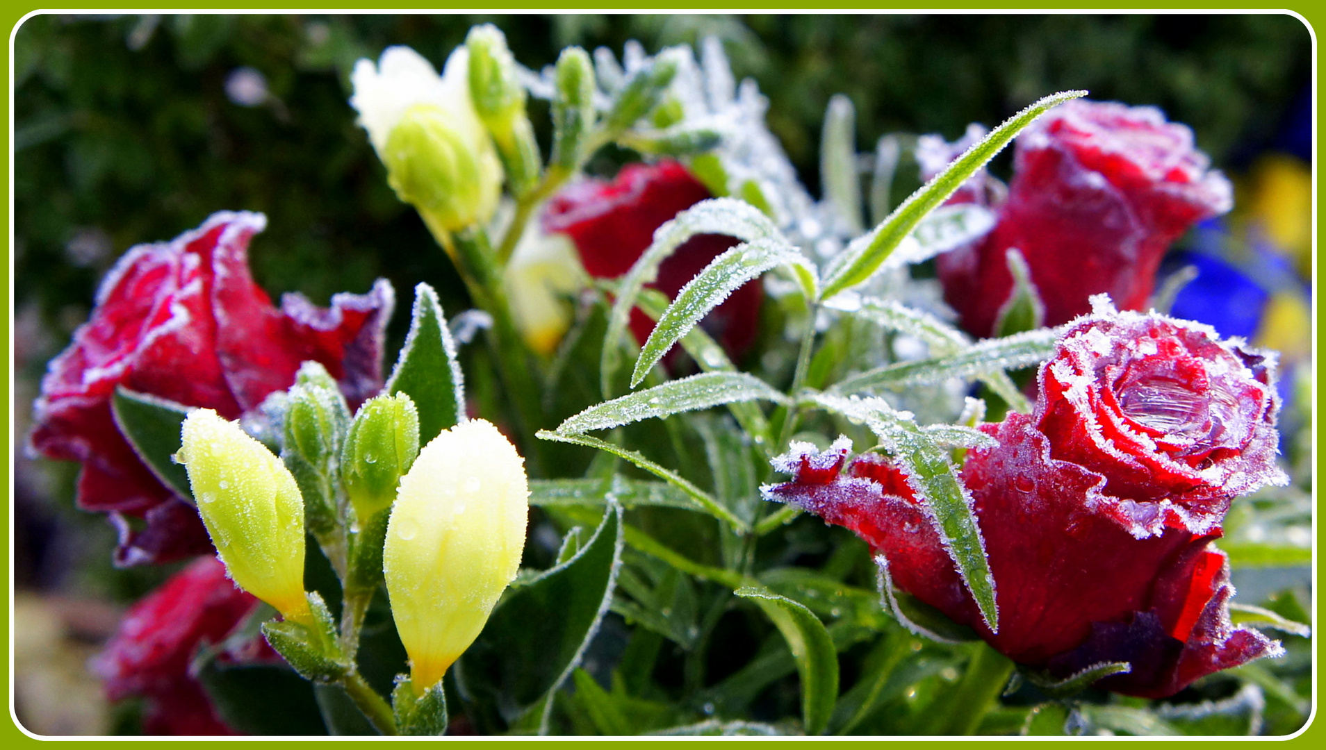 Eis-Blumen-Gruß