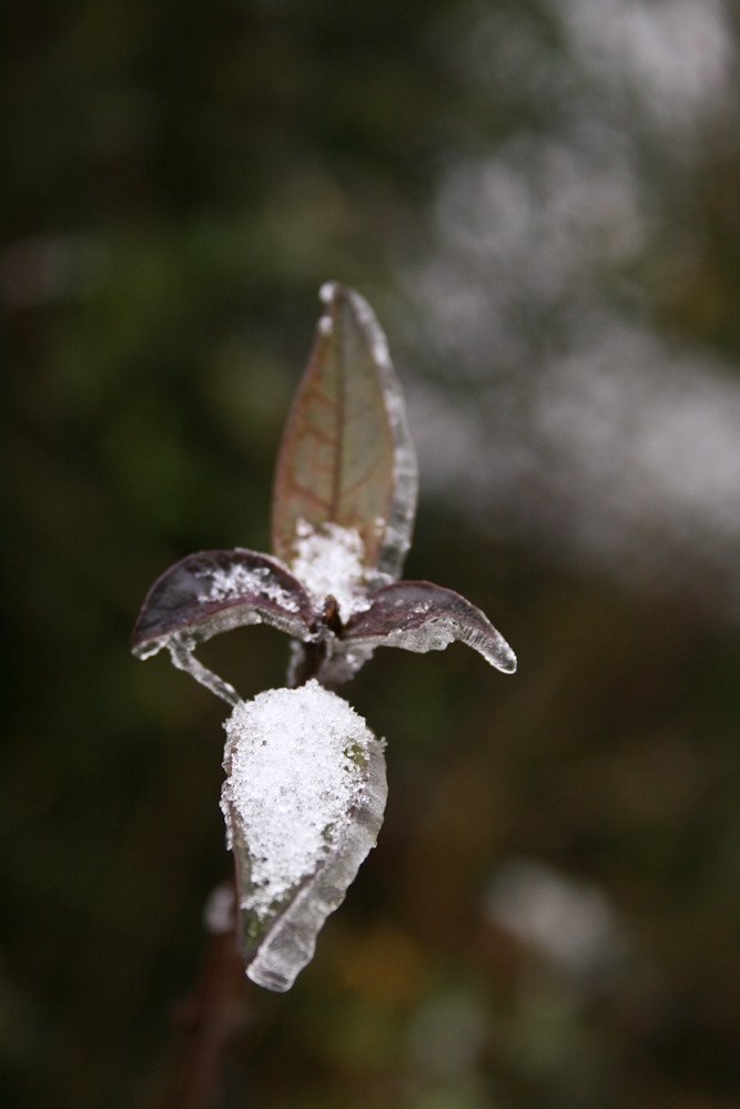 Eis-Bourbone