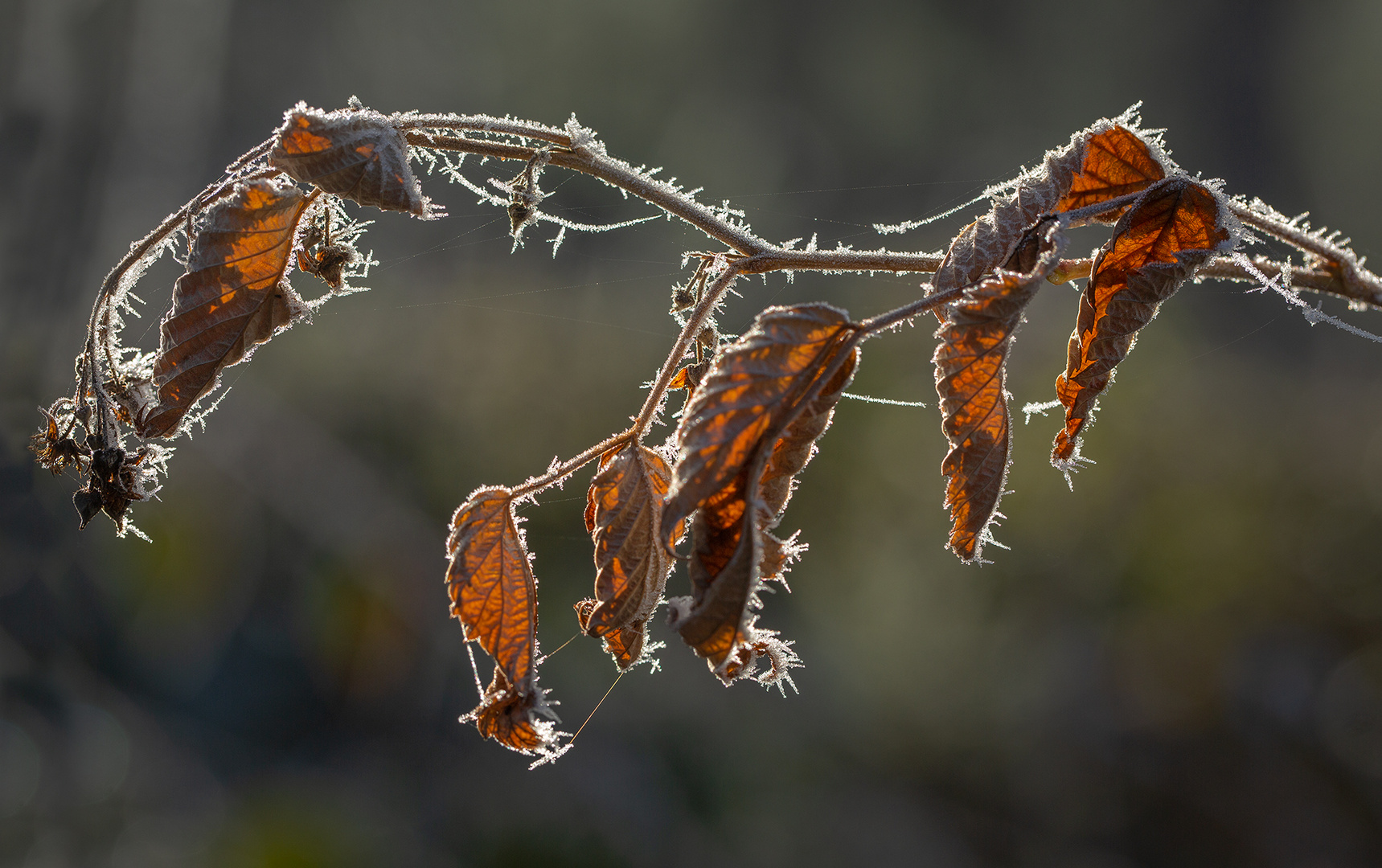 Eis-Brombeeren