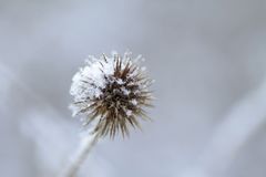 Eis-Distel 2