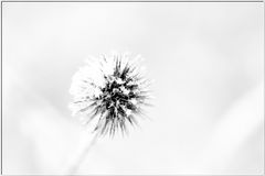 Eis-Distel