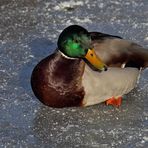 Eis-Ente