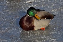 Eis-Ente