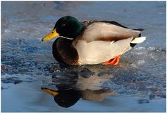 Eis - Ente