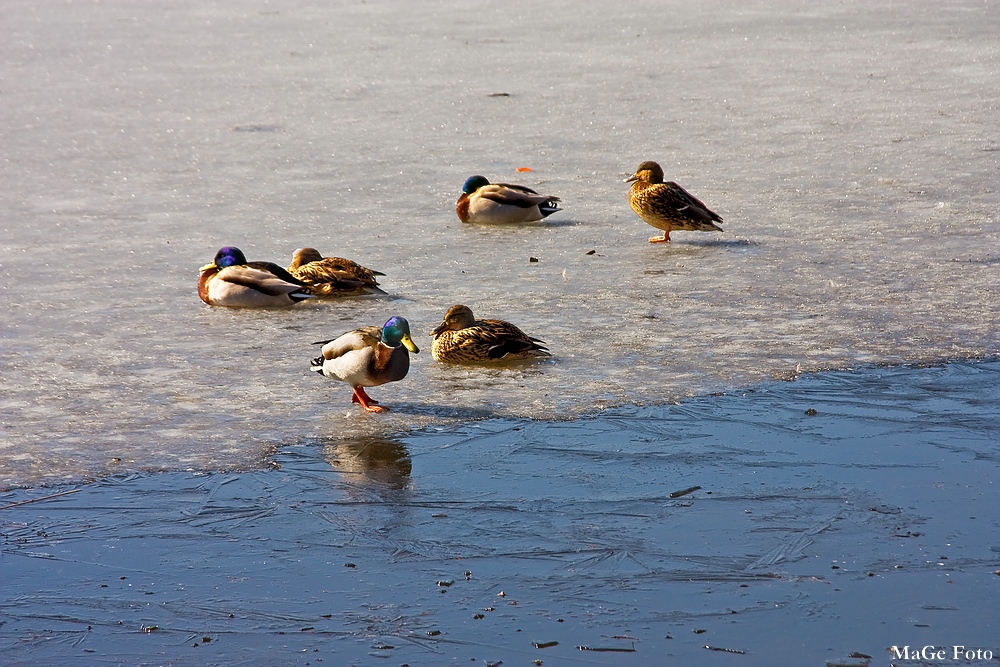 Eis-Enten