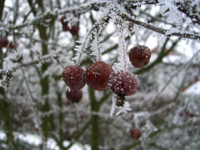 Eis-Früchte