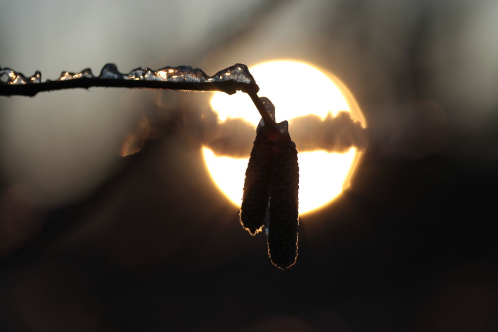 eis gegen sonne