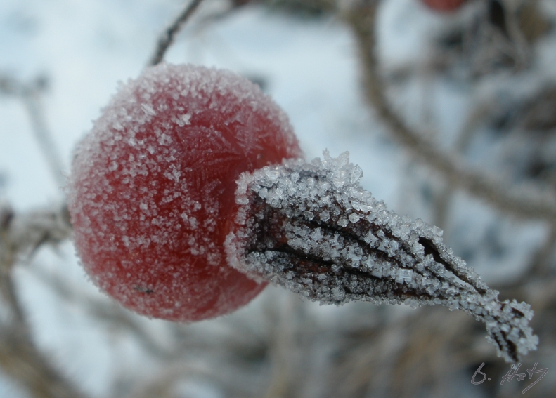 Eis-Hagebutte