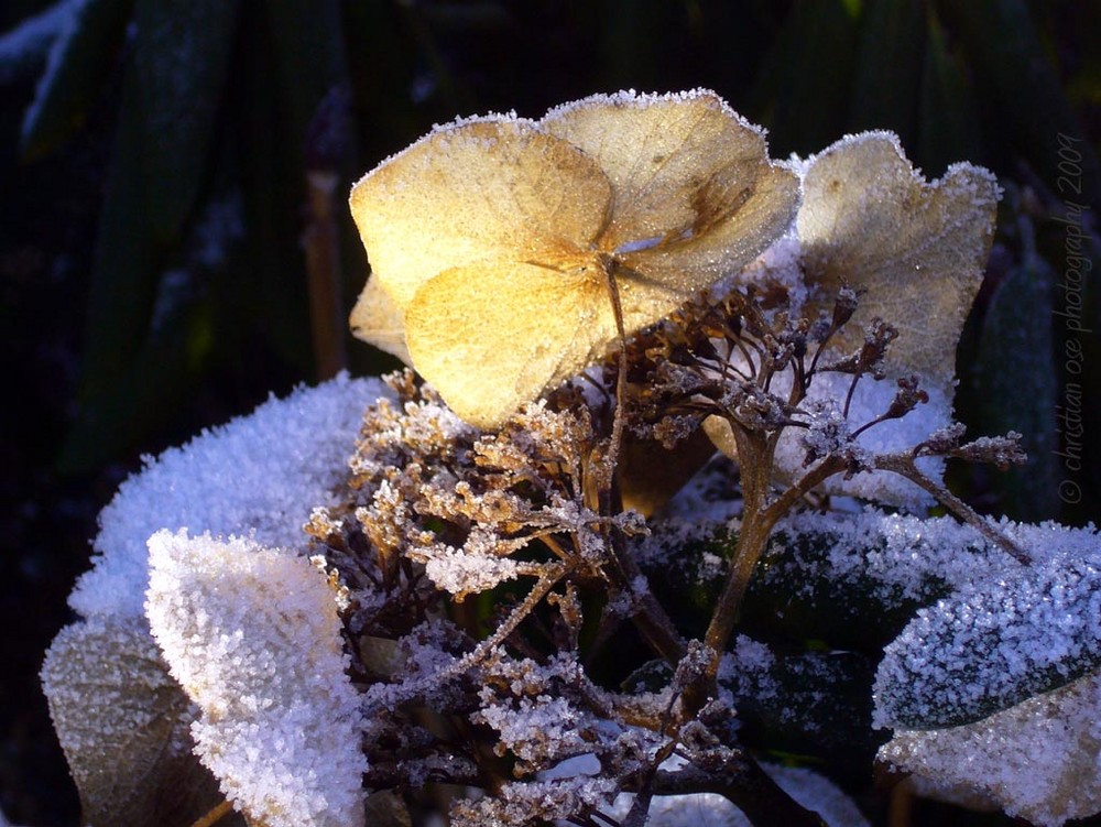 Eis-Hortensie