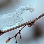 Eis-Insekten sind anders als die vom Sommer! - Un insecte que l'on trouve qu'en hiver!