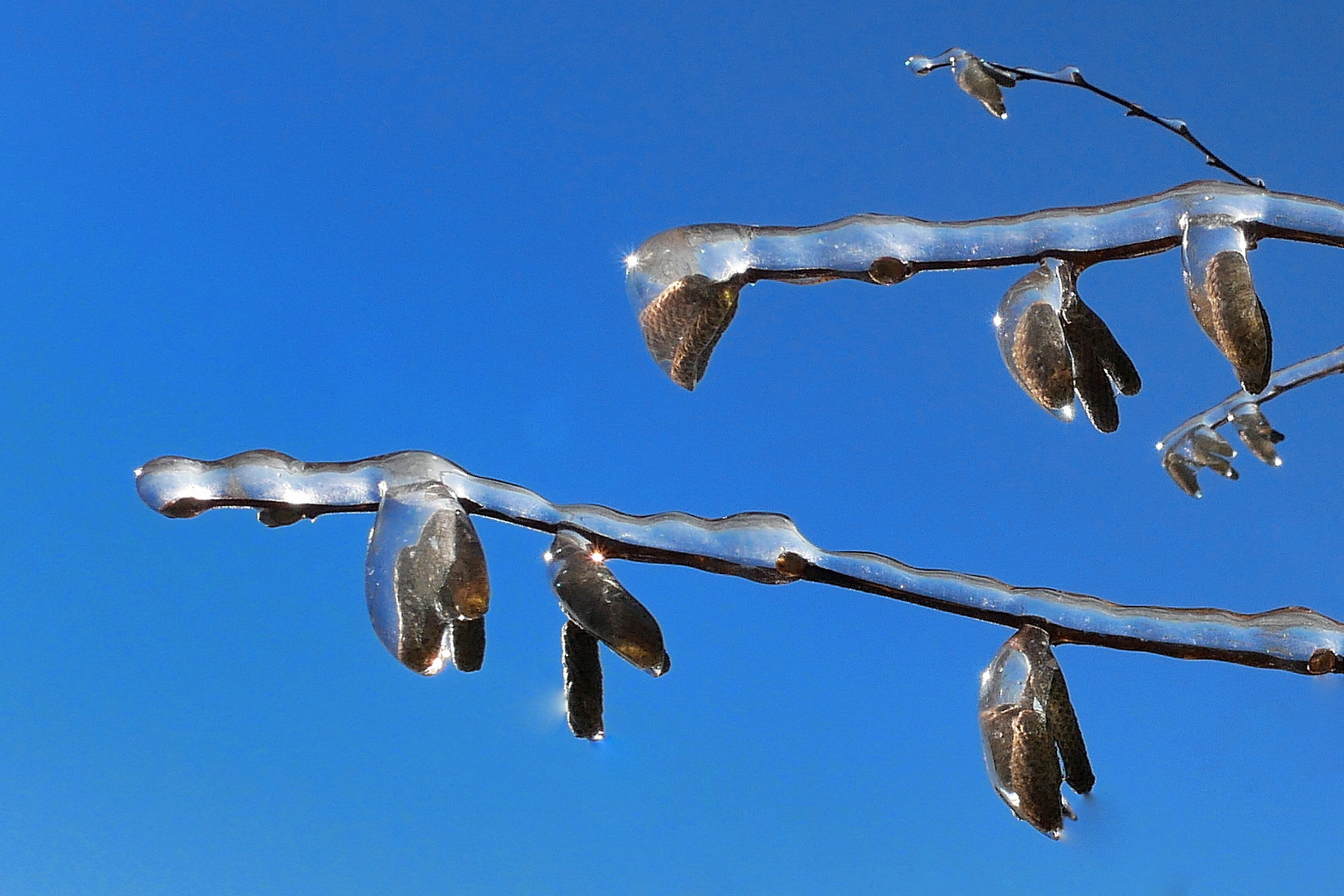 Eis-Kätzchen - Winter im Westerwald