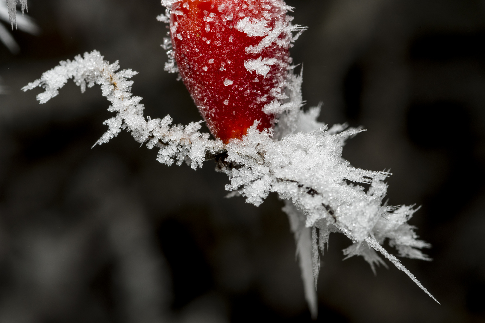 Eis - Kalt    -    Hagebutte on ice