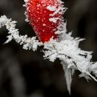 Eis - Kalt    -    Hagebutte on ice