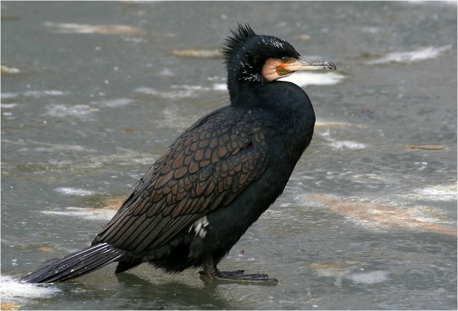 (Eis-) Kormoran