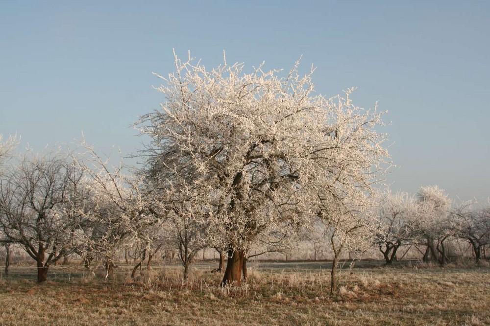 Eis Kristalle auf Apfelbaum