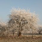 Eis Kristalle auf Apfelbaum