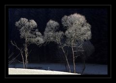 Eis küsst Baum