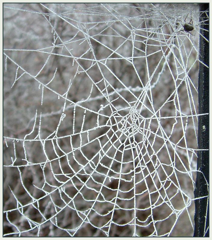 Eis-Netz mit Spinne