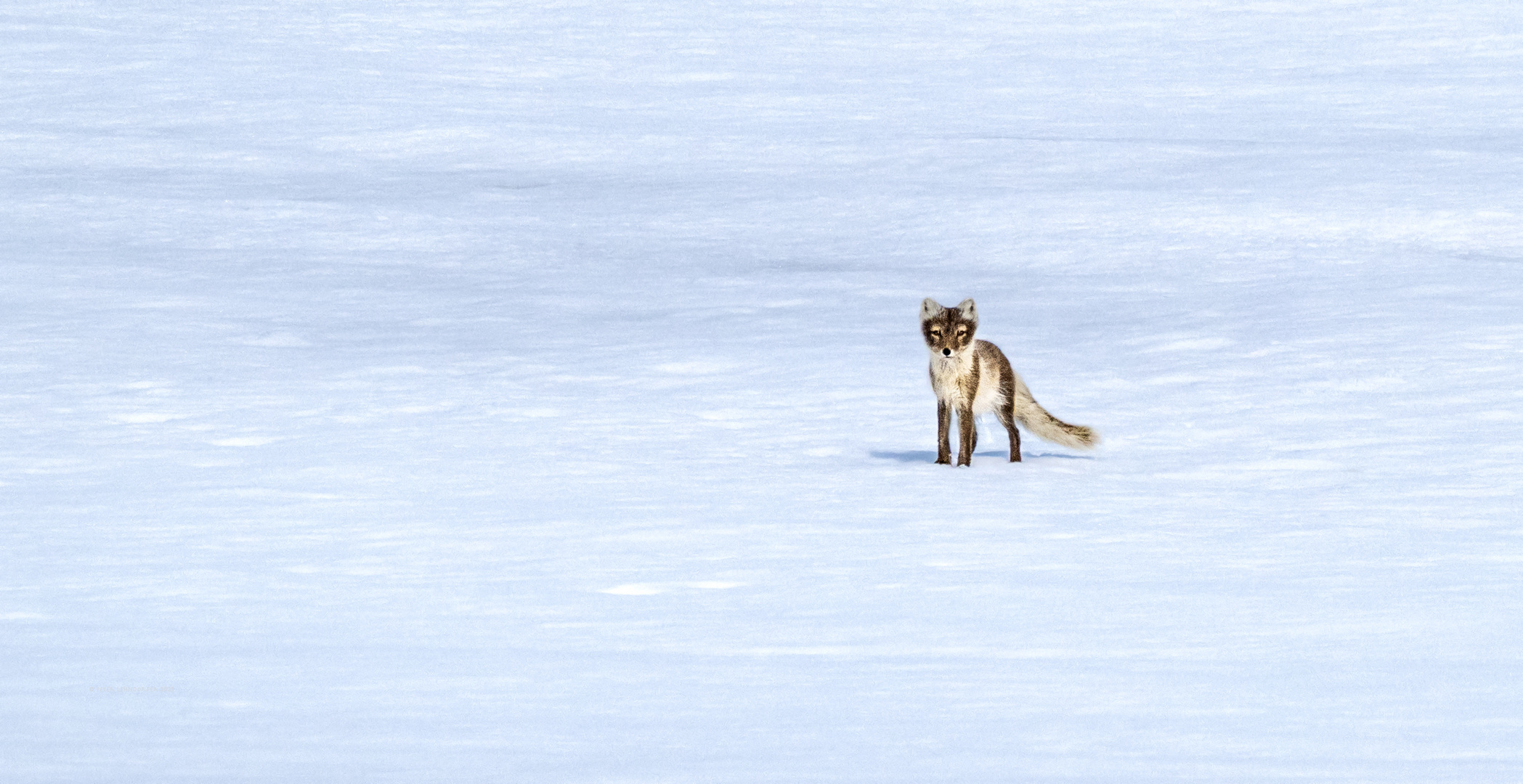 Eis- oder Polarfuchs auf Spitzbergen