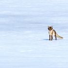 Eis- oder Polarfuchs auf Spitzbergen