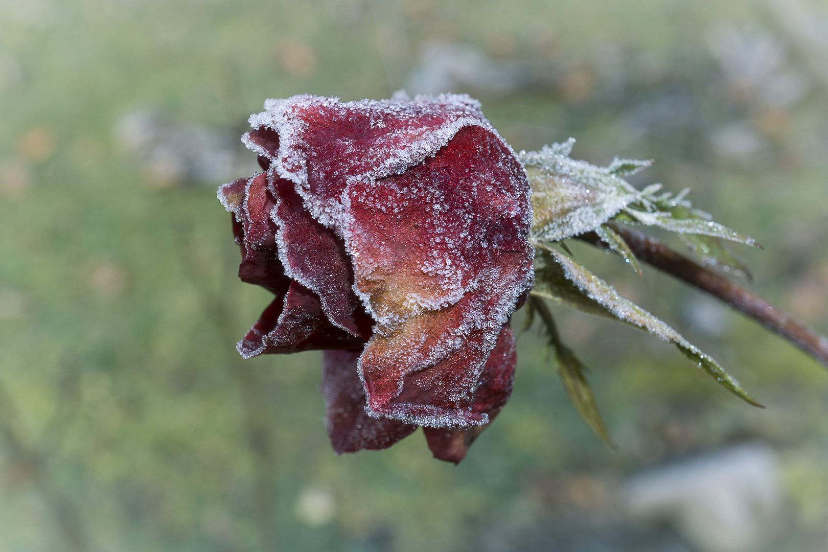 Eis oder Zucker?