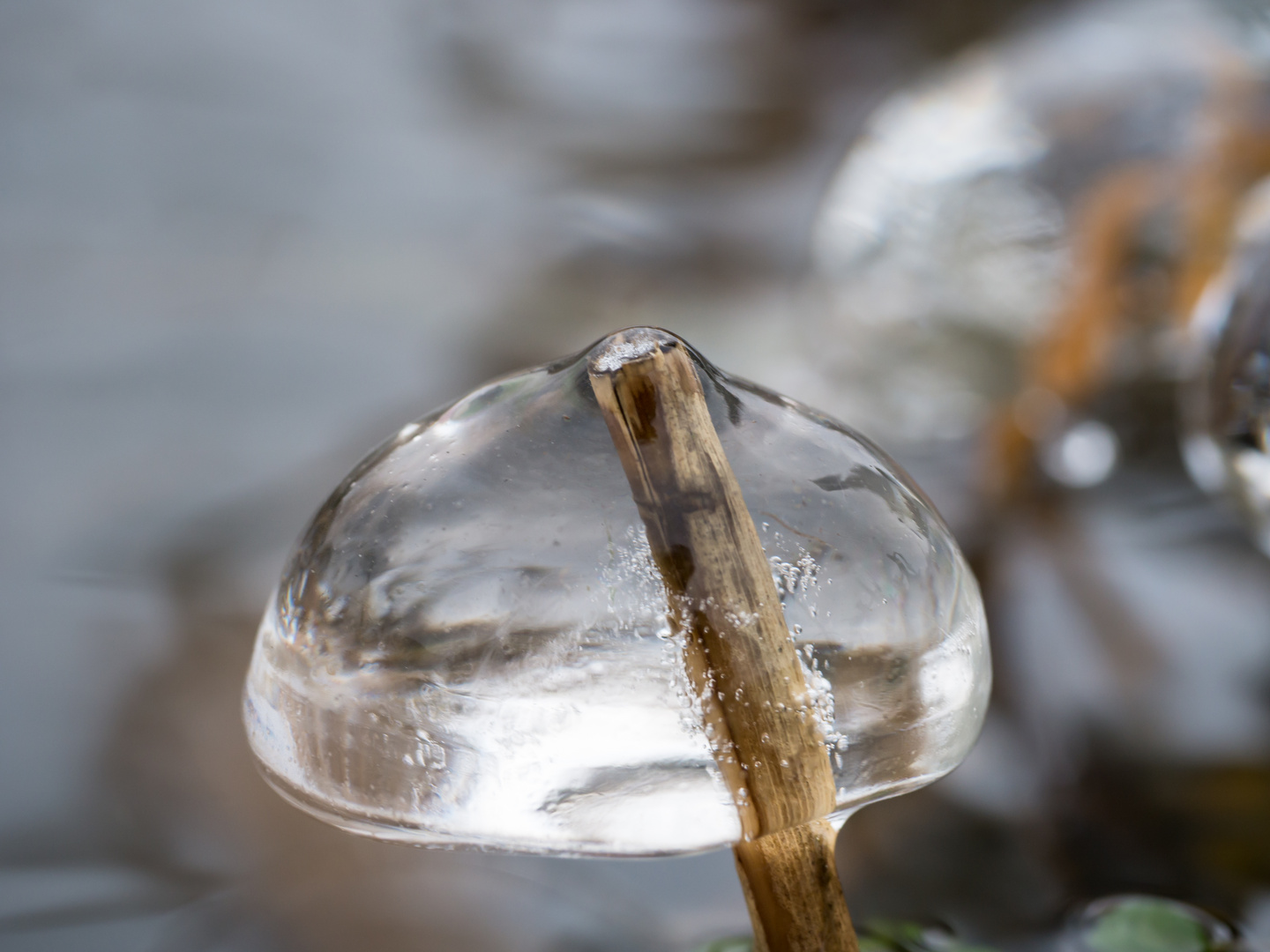 Eis-Pilze am Steinhuder Meer