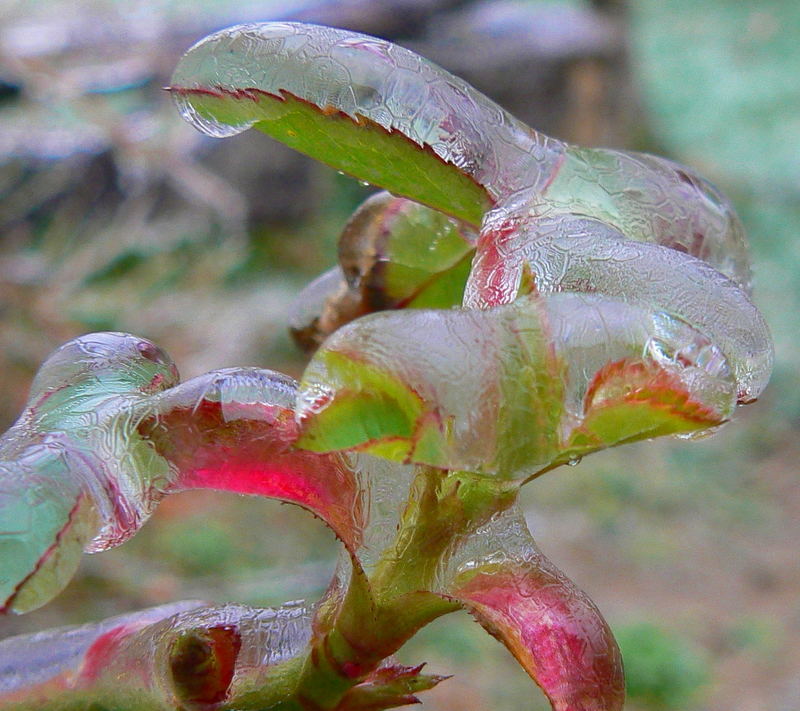 Eis regen und wilde Rosen