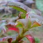 Eis regen und wilde Rosen