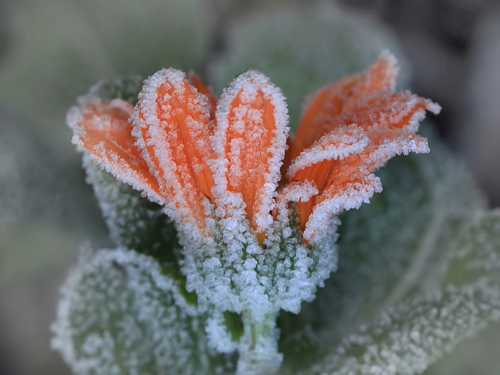 Eis-Ringelblümchen!