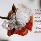 Eis Rose....